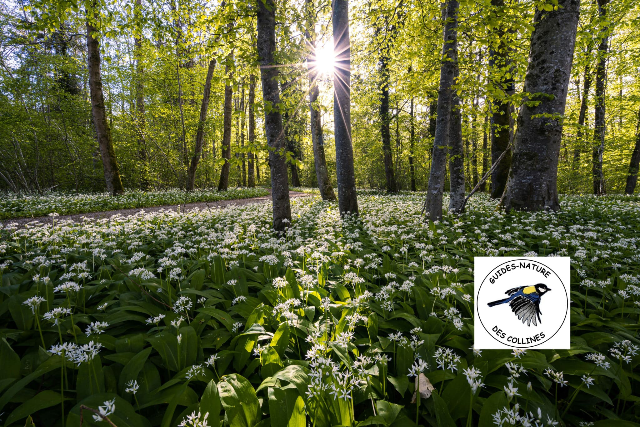 Lundi De Pentec Te Sur Le Sentier Enchant Guides Nature Des